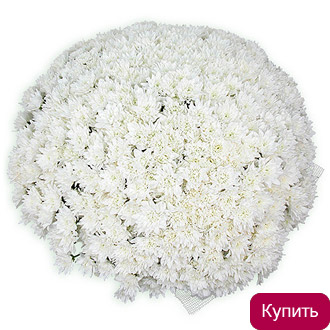 Букет 151 хризантема